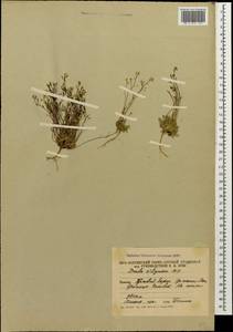 Draba siliquosa M. Bieb., Caucasus, South Ossetia (K4b) (South Ossetia)