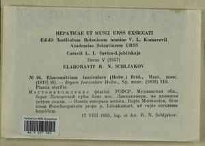 Dilutineuron fasciculare (Schrad. ex Hedw.) Bedn.-Ochyra, Sawicki, Ochyra, Szczecińska & Plášek, Bryophytes, Bryophytes - Karelia, Leningrad & Murmansk Oblasts (B4) (Russia)