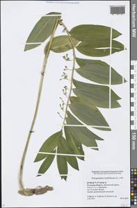 Polygonatum multiflorum (L.) All., Eastern Europe, Central region (E4) (Russia)