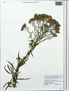 Galatella sedifolia subsp. sedifolia, Eastern Europe, Central region (E4) (Russia)