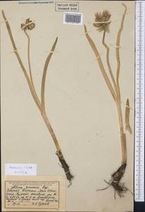 Allium semenovii Regel, Middle Asia, Northern & Central Tian Shan (M4) (Kyrgyzstan)