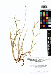 Carex iljinii V.I.Krecz., Siberia, Baikal & Transbaikal region (S4) (Russia)