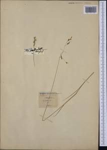 Piptatherum coerulescens (Desf.) P.Beauv., Western Europe (EUR)