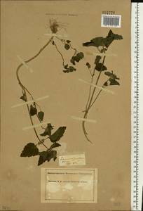 Lamium purpureum L., Eastern Europe, Middle Volga region (E8) (Russia)