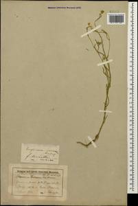 Erysimum leucanthemum (Stephan) B.Fedtsch., Caucasus, Stavropol Krai, Karachay-Cherkessia & Kabardino-Balkaria (K1b) (Russia)