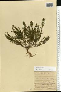 Thesium ramosum Hayne, Eastern Europe, Central forest-and-steppe region (E6) (Russia)