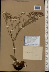 Limonium scoparium (Pall. ex Willd.) Stankov, Caucasus (no precise locality) (K0)