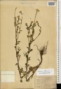Cota altissima (L.) Gay, Caucasus, Azerbaijan (K6) (Azerbaijan)