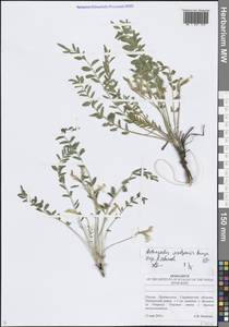 Astragalus wolgensis Bunge, Eastern Europe, Lower Volga region (E9) (Russia)