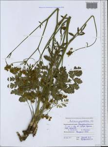 Pastinaca pimpinellifolia M. Bieb., Caucasus, Black Sea Shore (from Novorossiysk to Adler) (K3) (Russia)