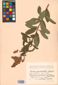 Spiraea ×pseudosalicifolia Silverside, Eastern Europe, Moscow region (E4a) (Russia)