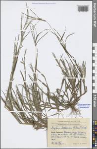 Digitaria ischaemum (Schreb.) Muhl., South Asia, South Asia (Asia outside ex-Soviet states and Mongolia) (ASIA) (China)