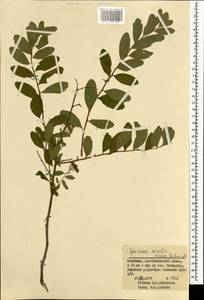 Spiraea media Schmidt, Mongolia (MONG) (Mongolia)