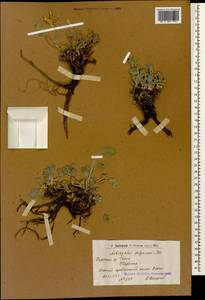 Astragalus calycinus Bieb., Caucasus, Armenia (K5) (Armenia)
