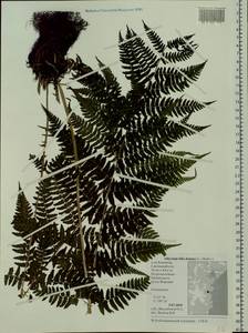 Athyrium filix-femina, Siberia, Chukotka & Kamchatka (S7) (Russia)