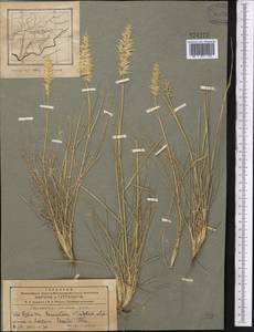 Enneapogon persicus Boiss., Middle Asia, Pamir & Pamiro-Alai (M2) (Tajikistan)