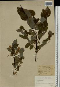 Salix starkeana Willd., Eastern Europe, North-Western region (E2) (Russia)
