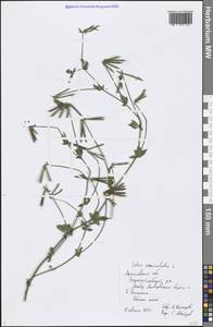 Lotus corniculatus L., Eastern Europe, Central forest region (E5) (Russia)