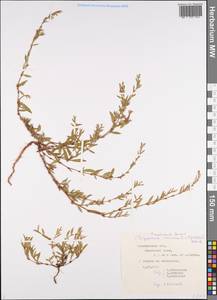 Polygonum neglectum Besser, Eastern Europe, Central forest-and-steppe region (E6) (Russia)