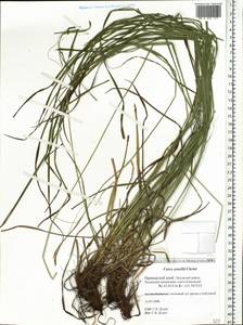 Carex arnellii Christ ex Scheutz, Siberia, Russian Far East (S6) (Russia)