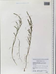 Thesium chinense Turcz., Siberia, Baikal & Transbaikal region (S4) (Russia)