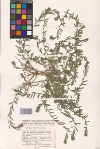 Lythrum thymifolia L., Eastern Europe, Lower Volga region (E9) (Russia)