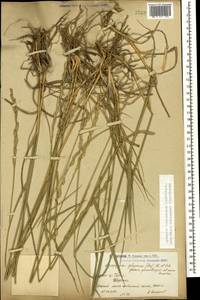 Thinopyrum intermedium subsp. intermedium, Caucasus, Armenia (K5) (Armenia)