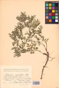 Artemisia macrantha Ledeb., Eastern Europe, Eastern region (E10) (Russia)