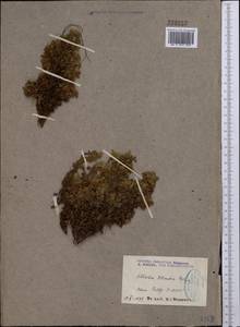 Potentilla tetrandra (Bunge) Bunge ex Hook. fil., Middle Asia, Pamir & Pamiro-Alai (M2)