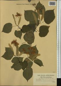 Tilia ×europaea L., Western Europe (EUR) (Austria)