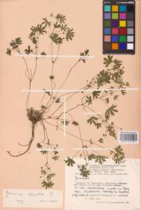 Geranium dissectum L., Eastern Europe, Lithuania (E2a) (Lithuania)