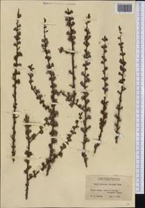 Larix laricina (Du Roi) K. Koch, America (AMER) (United States)