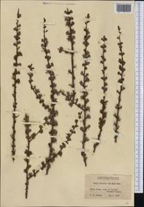 Larix laricina (Du Roi) K.Koch, America (AMER) (United States)