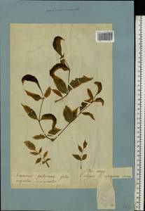 Fraxinus pennsylvanica Marshall, Eastern Europe, Moscow region (E4a) (Russia)