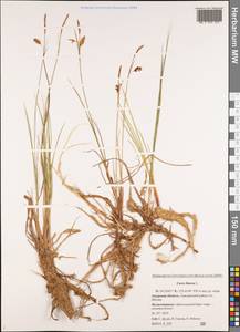 Carex limosa L., Siberia, Russian Far East (S6) (Russia)