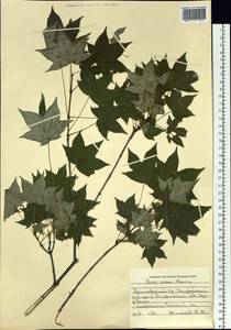 Acer pictum subsp. mono (Maxim.) H. Ohashi, Siberia, Russian Far East (S6) (Russia)