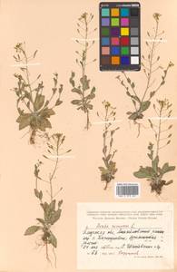 Draba nemorosa L., Siberia, Russian Far East (S6) (Russia)