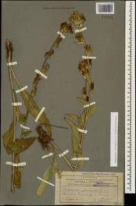 Campanula glomerata subsp. oblongifolia (Kharadze) Fed., Caucasus, Armenia (K5) (Armenia)