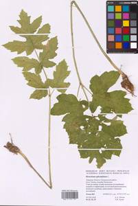 Heracleum sphondylium L., Eastern Europe, North-Western region (E2) (Russia)