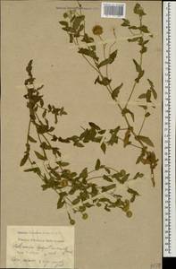 Pulicaria dysenterica (L.) Bernh., Caucasus, Black Sea Shore (from Novorossiysk to Adler) (K3) (Russia)