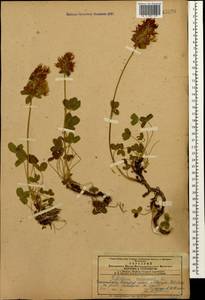 Trifolium canescens Willd., Caucasus, Azerbaijan (K6) (Azerbaijan)