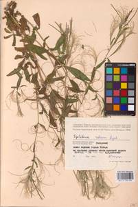 Epilobium pseudorubescens A. K. Skvortsov, Eastern Europe, Western region (E3) (Russia)