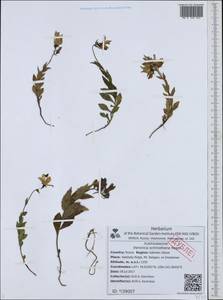 Veronica schmidtiana Regel, Siberia, Russian Far East (S6) (Russia)