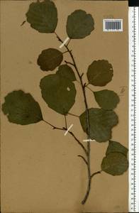 Alnus glutinosa (L.) Gaertn., Eastern Europe, Central forest-and-steppe region (E6) (Russia)
