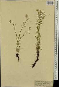 Noccaea thlaspidioides (Pall.) F.K.Mey., Mongolia (MONG) (Mongolia)