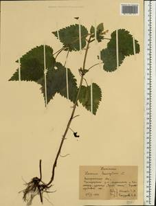 Lamium maculatum (L.) L., Eastern Europe, West Ukrainian region (E13) (Ukraine)