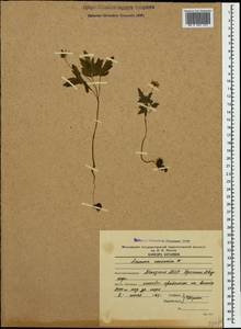 Anemone caucasica Willd. ex Rupr., Caucasus, Abkhazia (K4a) (Abkhazia)
