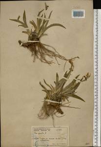 Iris pumila L., Middle Asia, Caspian Ustyurt & Northern Aralia (M8) (Kazakhstan)