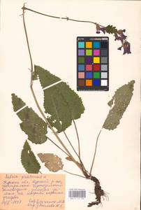 MHA 0 156 286, Salvia pratensis L., Eastern Europe, Central forest-and-steppe region (E6) (Russia)