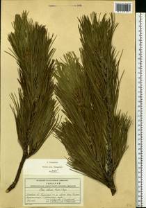 Pinus sibirica Du Tour, Eastern Europe, Moscow region (E4a) (Russia)